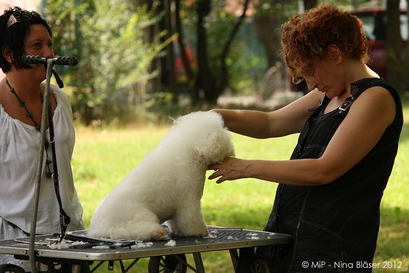 2012-07-01 B & B - Bedlington & Bichon Fun Day (31)_1500x1000.jpg